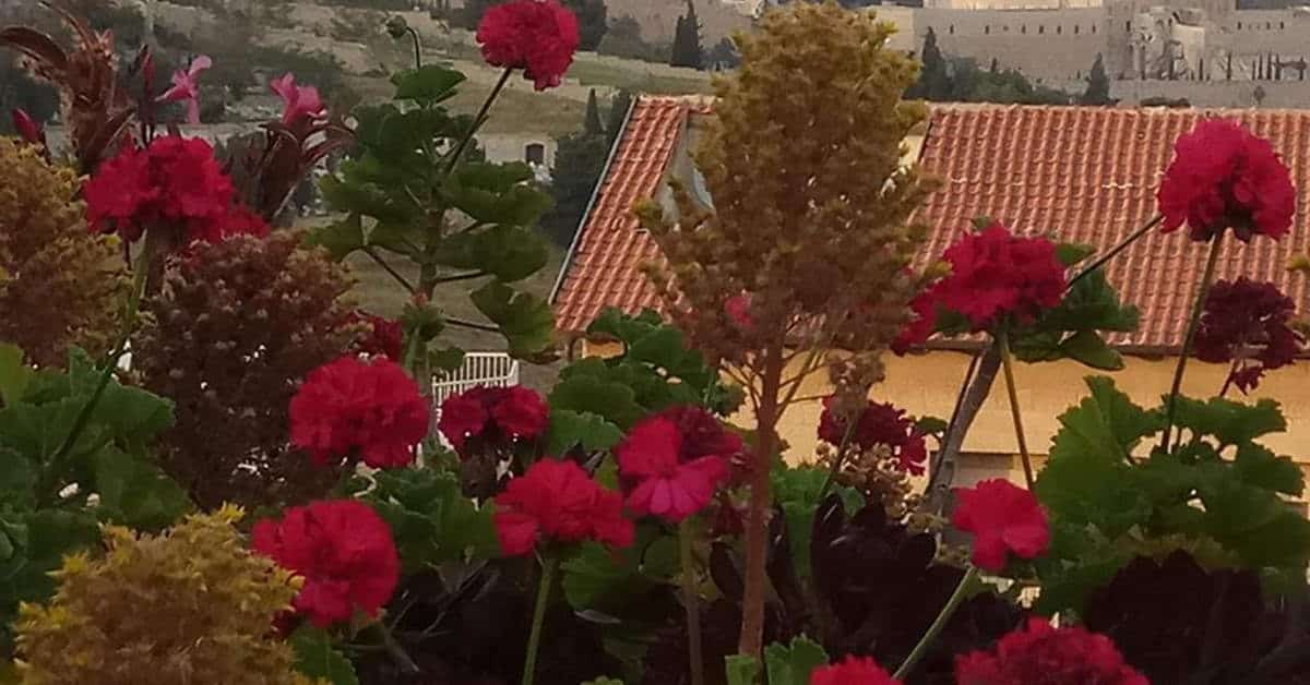 אירוח ביתי גינה נעימה ירושלים