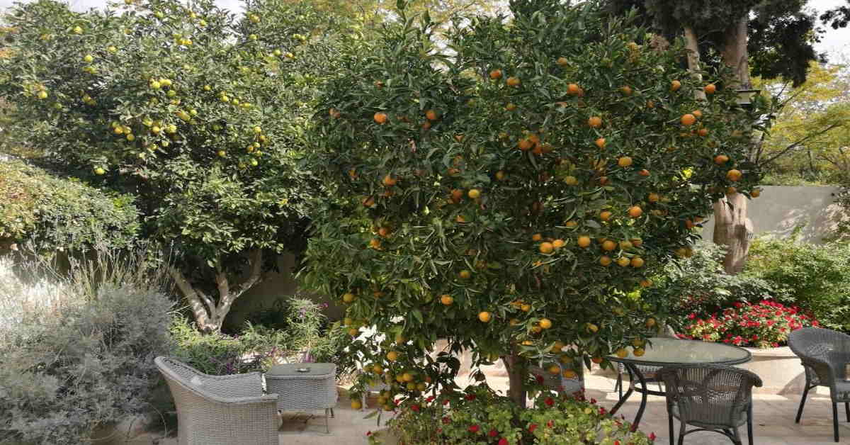 הבית הטמפלרי ירושלים