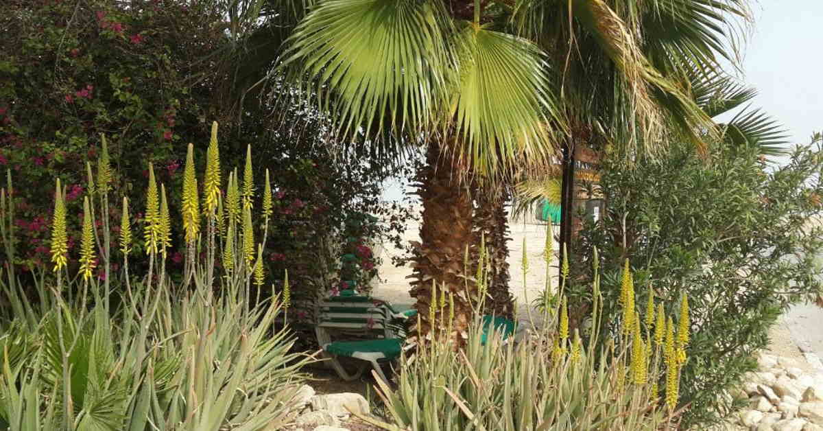 צימרים בנווה זוהר ים המלח