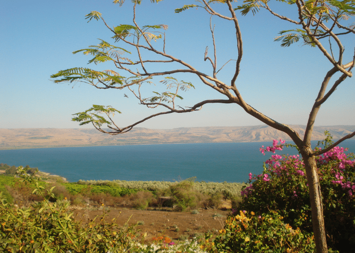 נוף הכנרת באביב